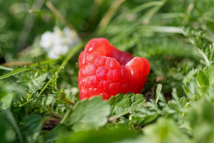 Raspberry closeup in grass with bokeh