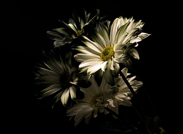 White Chrysanthemums on Black Background