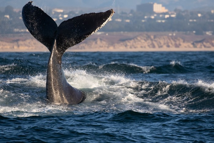 Whale tail splashing in ocean waves