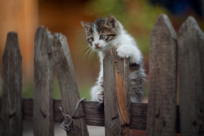 Kitten climbing on a wooden fence