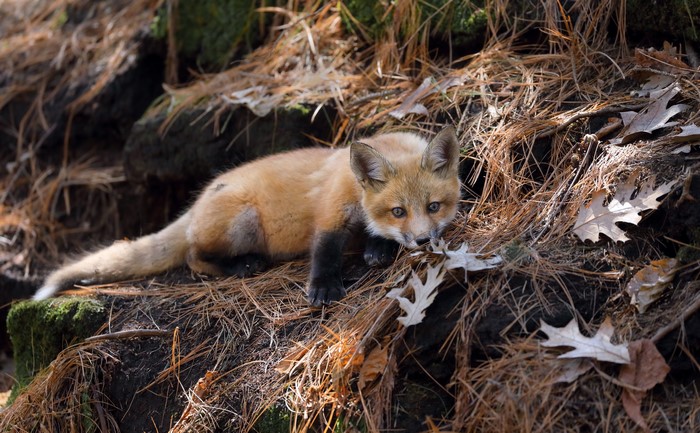 Red Fox Cub in Forest