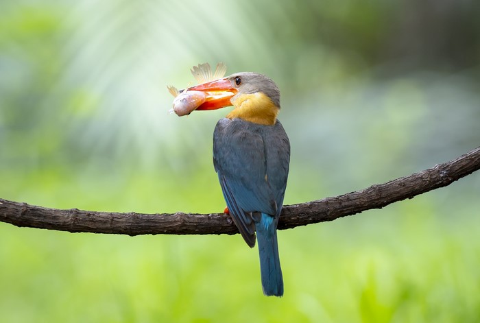 Stork-billed Kingfisher with a fish on a branch