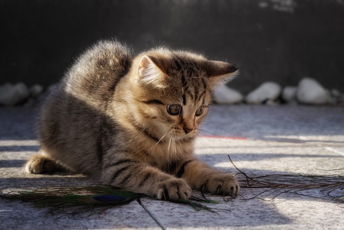 Kitten playing with peacock feathers
