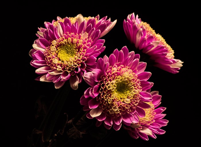 Close-up of violet chrysanthemums on black background