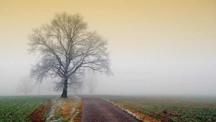 Tree on a foggy road through fields