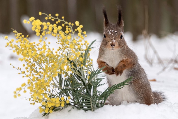 Squirrel with mimosa flowers in the snow