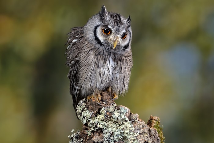 Southern white-faced owl perched on a branch
