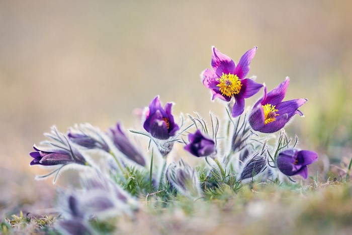 Purple Pulsatilla flowers with yellow centers