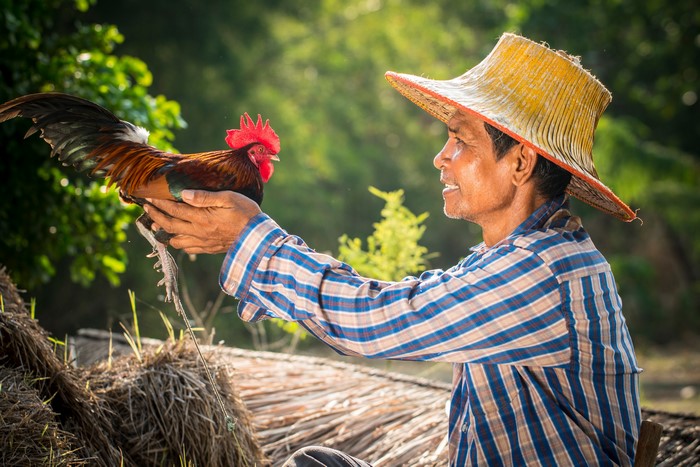 4K Asian Man Holding Rooster with Straw Hat