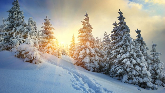 Snowy spruce trees on a mountain trail at sunrise