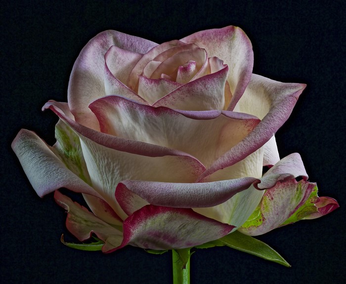 Close-up of a bicolor rose with pink-edged petals