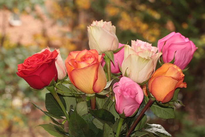 Multicolor Roses Closeup