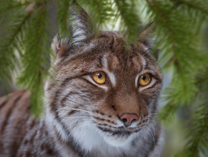 Lynx peeking through pine branches