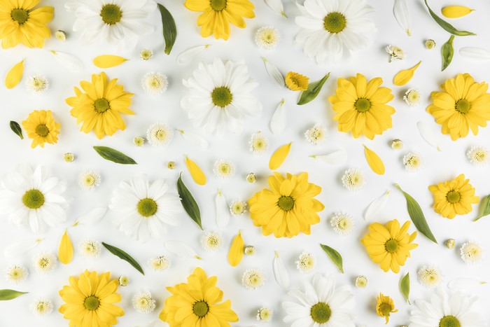 White and yellow chrysanthemums with green leaves on a gray background