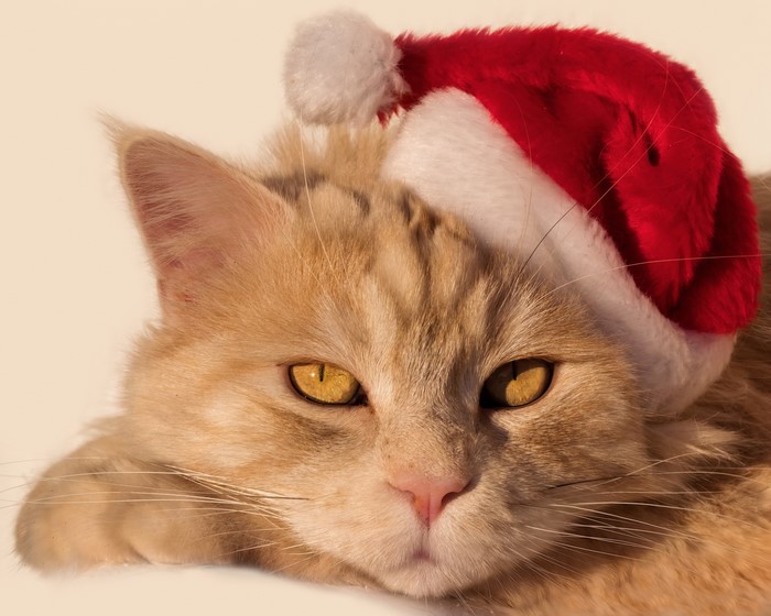 Orange cat wearing a Santa hat