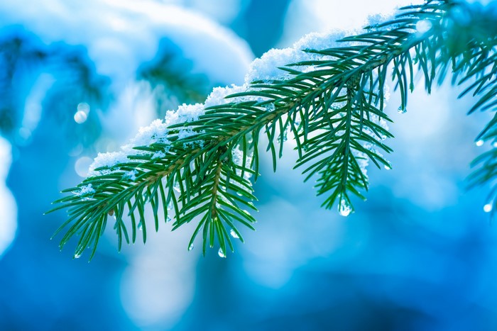 Close-up of a snow-covered spruce branch with water droplets