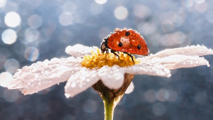 Ladybug on a wet daisy flower