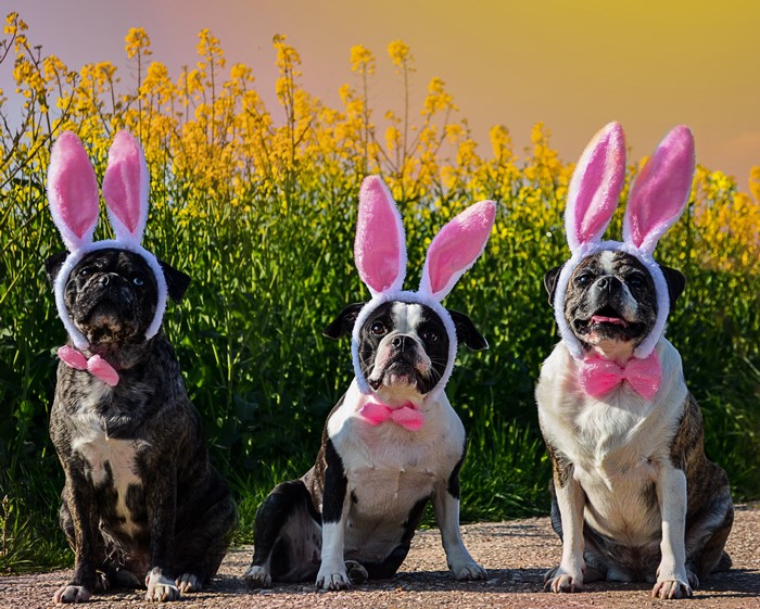 Three dogs wearing bunny ears and bow ties