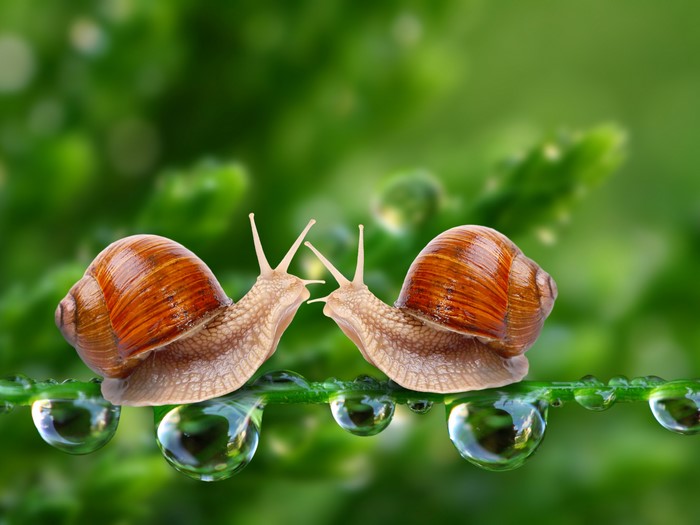 Two snails on a wet plant stem