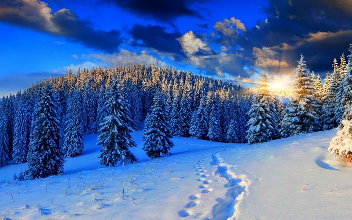 Winter forest with sun rays and footprints in snow