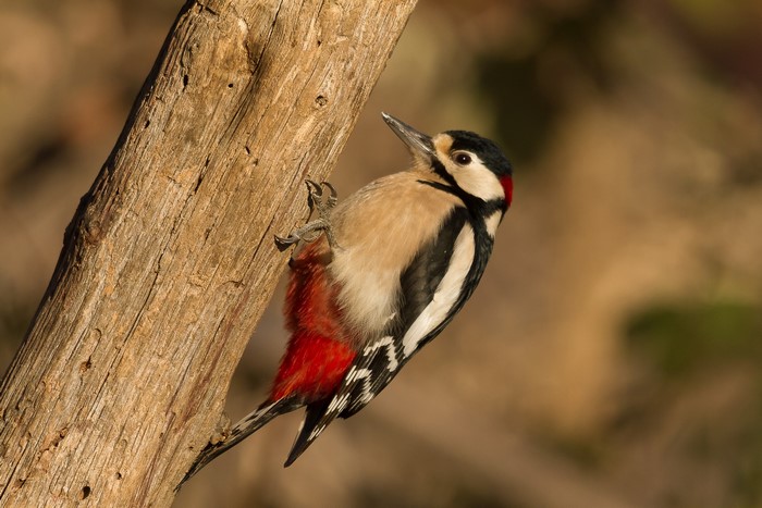 Great Spotted Woodpecker on a Branch
