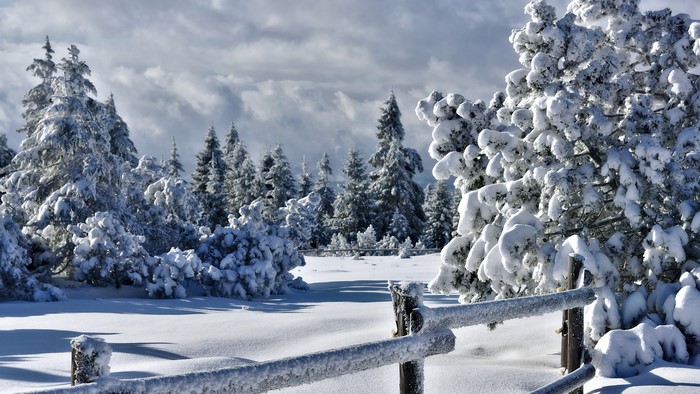 Winter landscape with snow-covered trees and fence