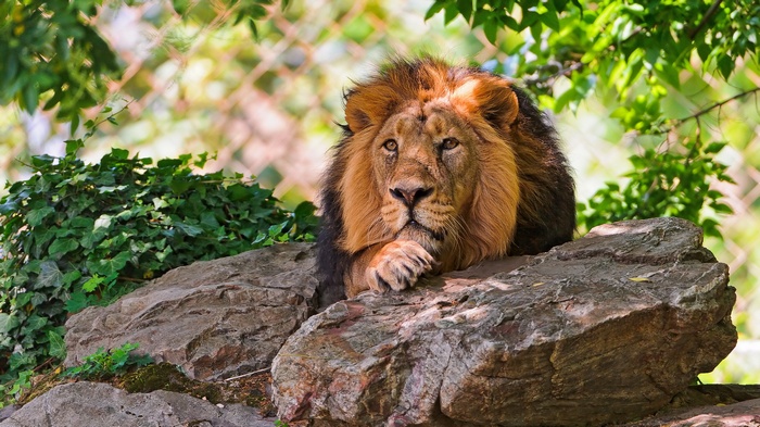 Lion resting on rocks with green foliage