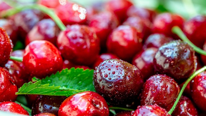4K Closeup of Cherries with Water Drops