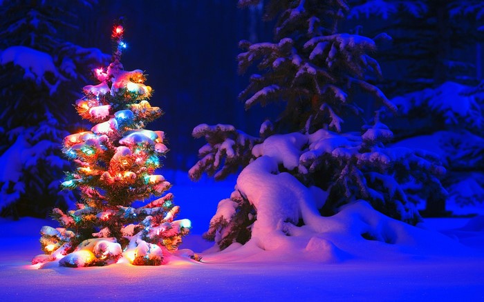 Christmas Tree with Fairy Lights in Winter Night