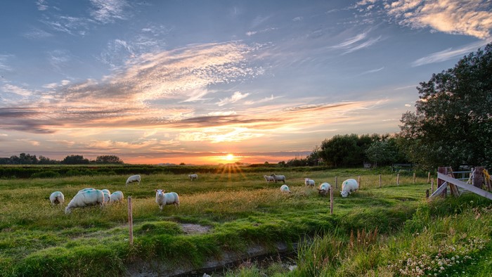 Sheep grazing in a field at sunset