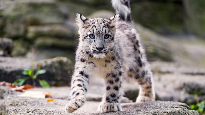 4K Snow Leopard Cub
