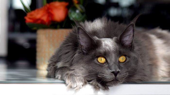 Grey Maine Coon Cat with Yellow Eyes