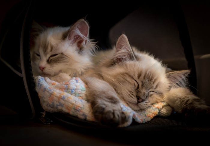 Two Ragdoll Kittens Sleeping on a Blanket