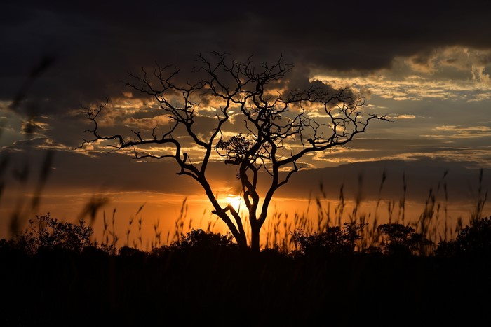 Silhouette of a tree against a sunset sky