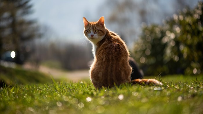 Ginger cat sitting in grass, back view