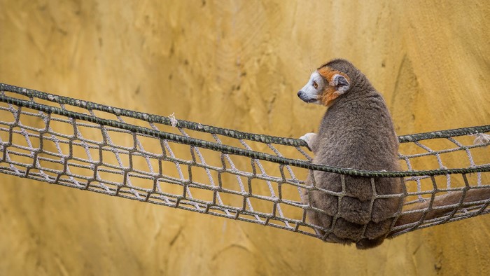 Lemur on a Hammock