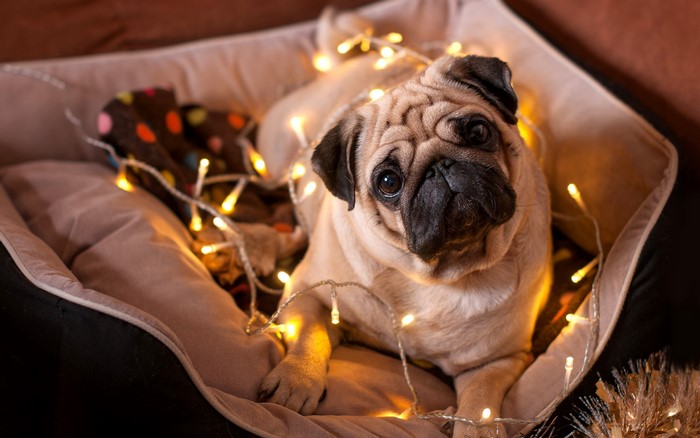 Pug dog with fairy lights in a dog bed