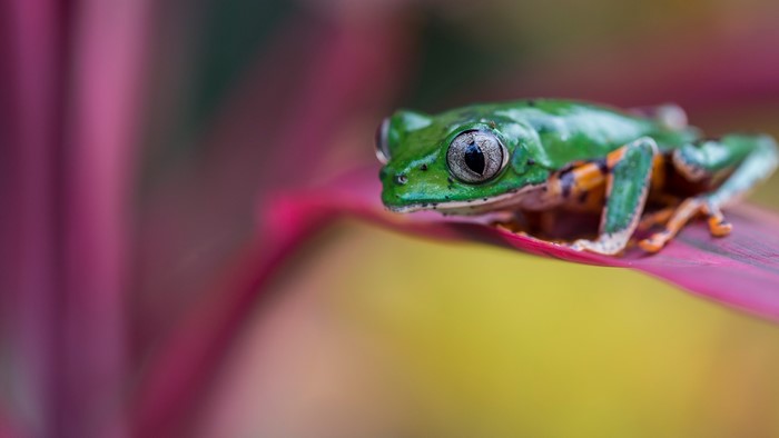 Green tree frog on a pink leaf
