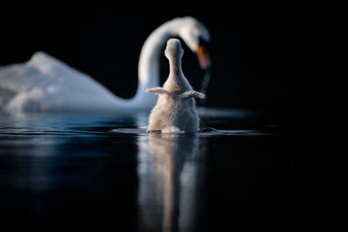Baby swan and mother swan in water
