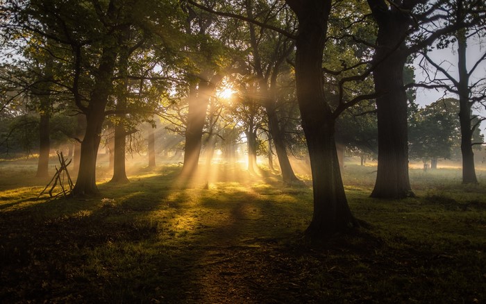 Trees and Rays of Light in a Forest