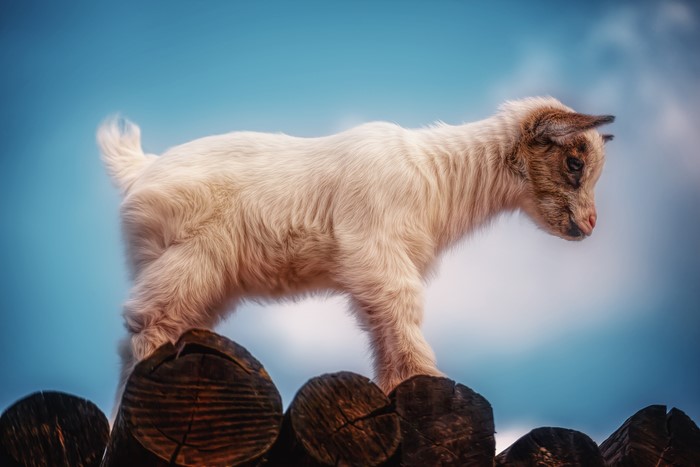 A baby goat stands on wooden logs against a blue sky