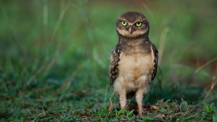 4K Burrowing Owl in Grass