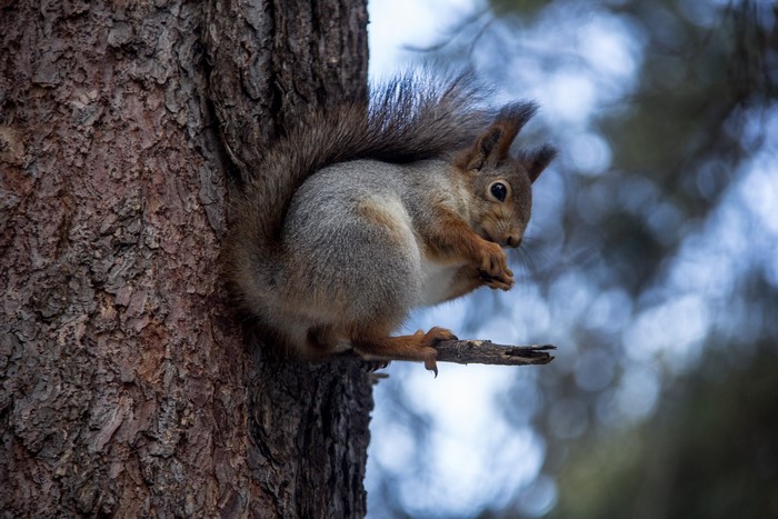 Squirrel eating on a tree trunk