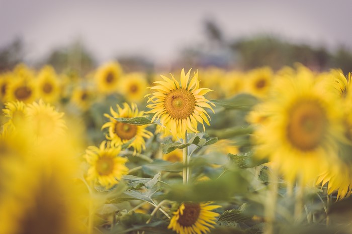 Field of Sunflowers with Bokeh