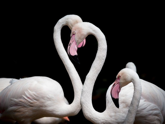 Two flamingos forming a heart shape on a black background