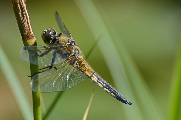 Closeup of a Four-spotted Chaser Dragonfly