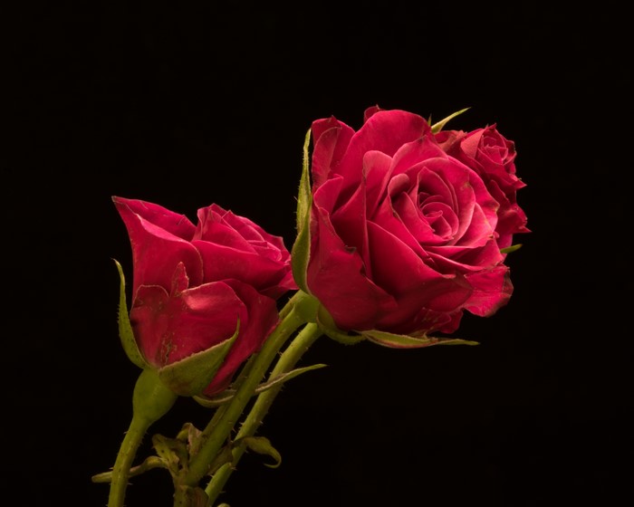 Two red roses on a black background