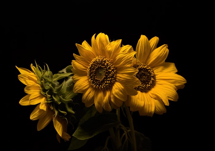 Three Sunflowers on Black Background