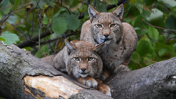 Two Lynxes on a Log