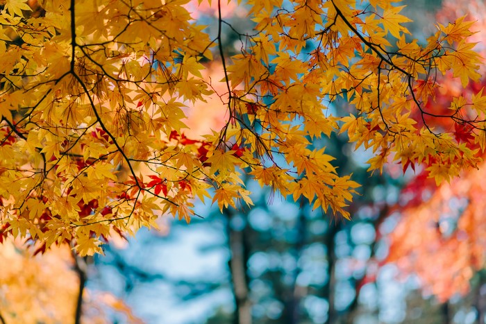 Autumn Maple Branches with Yellow and Red Foliage
